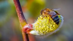 pszczoła na wierzbowej gałązce