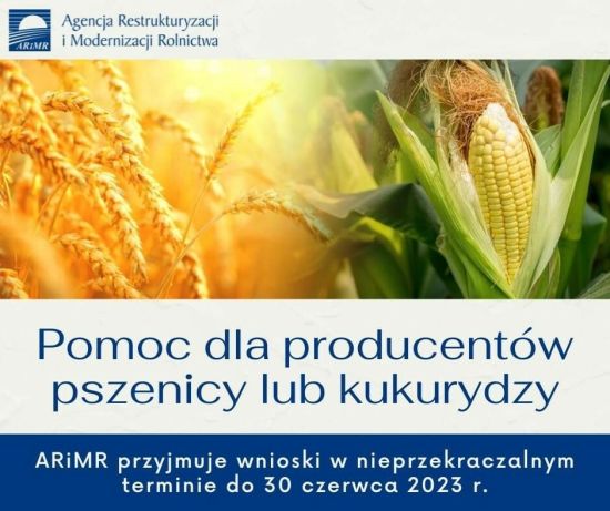 ARiMR rozpoczęła nabór wniosków o pomoc finansową dla producentów pszenicy lub kukurydzy, którzy ponieśli straty...