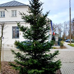 Choinka przy Urzędzie Gminy dzięki partnerstwu z Nadleśnictwem Dobrzejewice