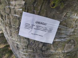 1 Szczepienie kasztanowców przeciwko groźnemu szkodnikowi - szrotówkowi kasztanowcowiaczkowi