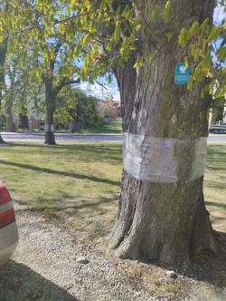 3 Szczepienie kasztanowców przeciwko groźnemu szkodnikowi - szrotówkowi kasztanowcowiaczkowi