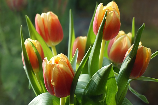 bukiet tulipanów