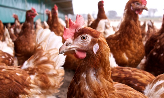 Rzekomy pomór drobiu