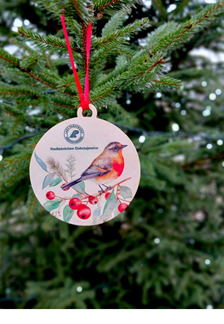 Piękna choinka przy Urzędzie Gminy dzięki partnerstwu z Nadleśnictwem Dobrzejewice