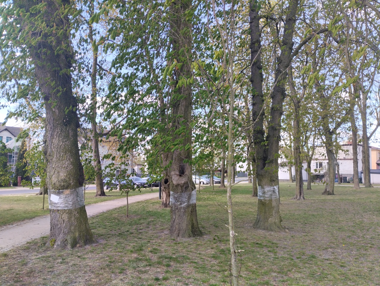 Szczepienie kasztanowców przeciwko szkodnikowi - szrotówkowi kasztanowcowiaczkowi