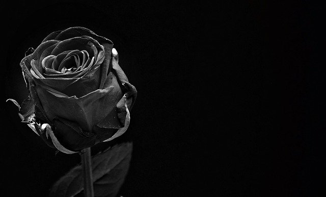 biało - czarna fotografia róży